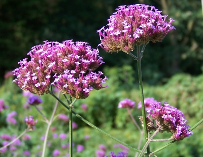 Blüten im Herbst