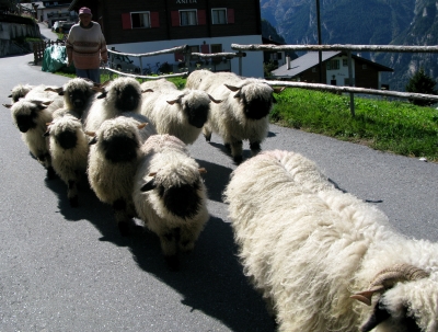 Alpabzug der Schafe 2