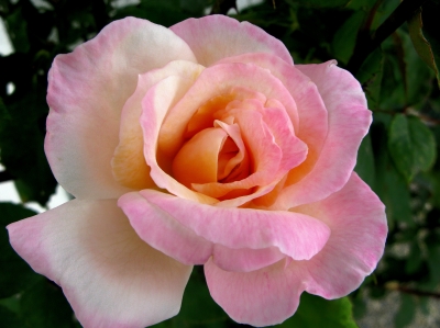 Zarte Rose