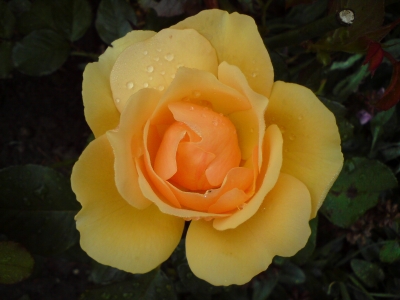 Rose orange #1