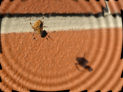 Spinne mit Wellenrand