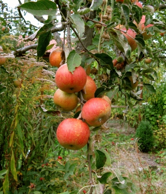 Apfeltraube
