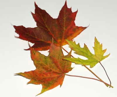 Bunte Herbstblätter