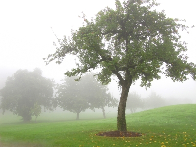 Obstbaumwiese im Nebel