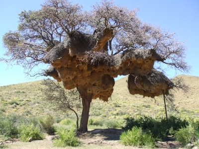 Webervogelbaum in Namibia