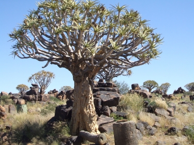 Köcherbaumwald in Afrika