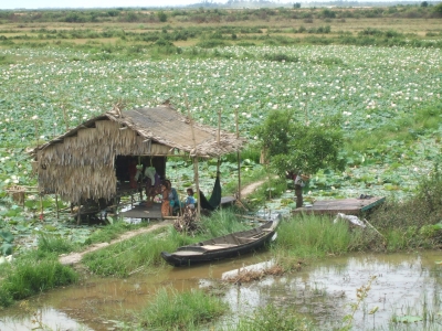 Lotosblütensee in Kambodscha