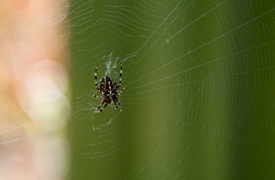 Spinne im Netz