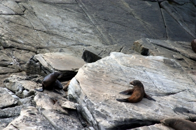 Seelöwen an der Felsenküste