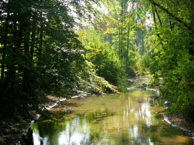 Feuchtgebiet Auenwald