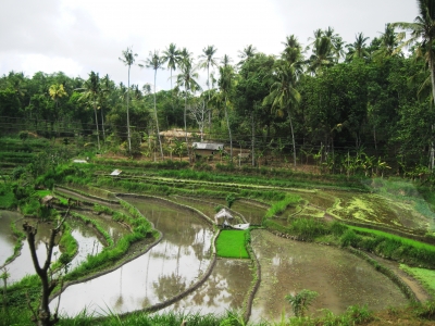 Reisfeld auf Bali