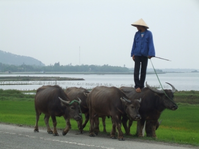 Wasserbüffel in Vietnam