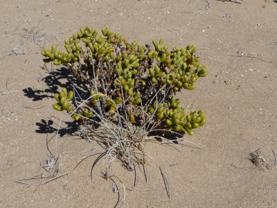 Pflanzen in der Wüste