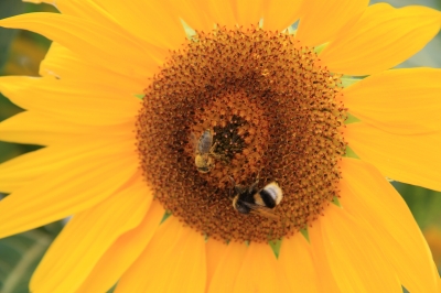 Sonnenblume mit fleißigen Bienchen