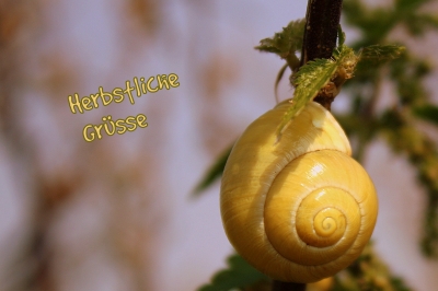 Herbstliche Grüsse