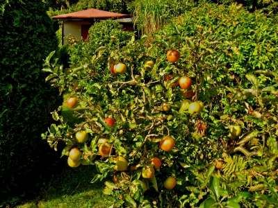 Kleiner Baum ganz groß