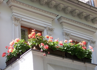 Blumen am Balkon