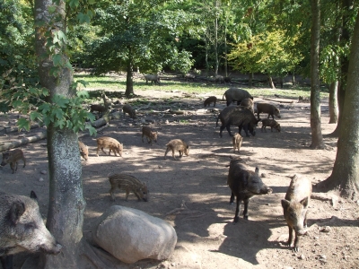 Wildschweintreffen