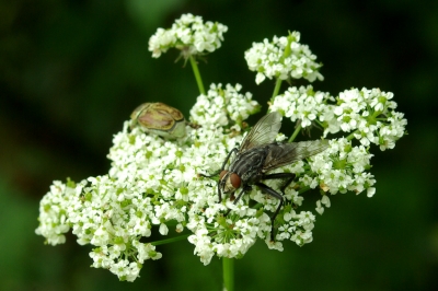 Insekten 2 - Fliege auf Wiesenkerbel