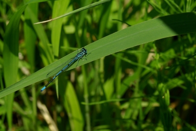 Insekten 4