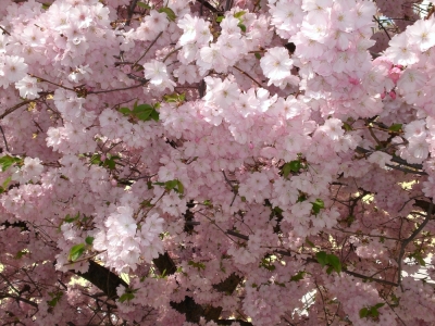 Frühjahrsblüte