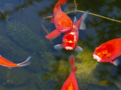 Goldfische im Gartenteich
