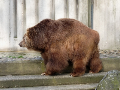 Kodiak-Bär