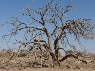 Trockener Baum/Namib-Wüste