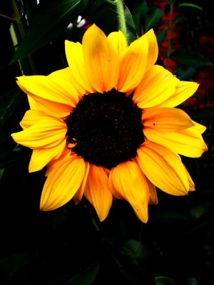 Sonnenblume