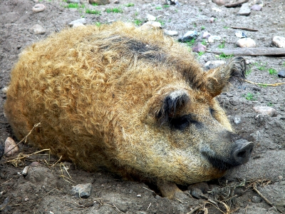 Mangalitza