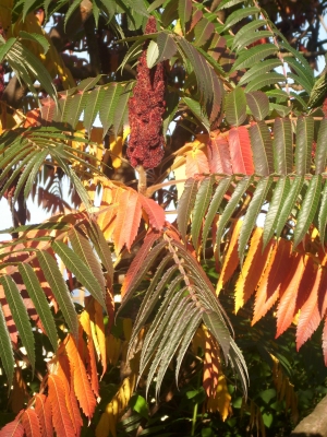 Essigbaum im Herbstkleid