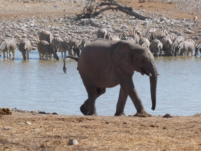 Junger Elefant und Zebras