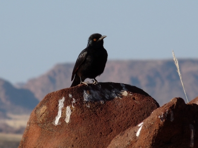 Schwarzer Vogel in Namibias Steppe