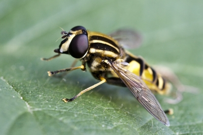 Schwebfliege beim Sonnenbad