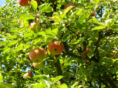 Herbstäpfel