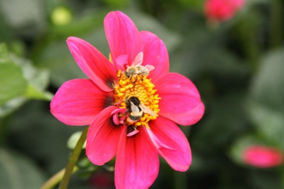 Bienen auf der Blume