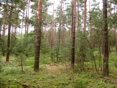 Wald mit Unterholz