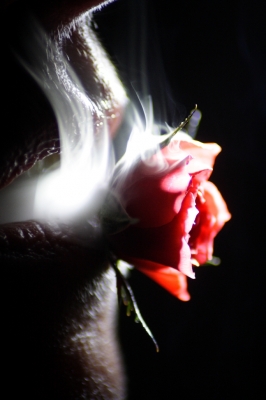Rose mit Rauch
