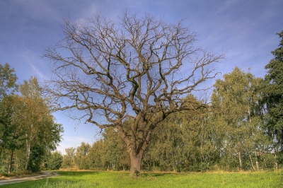 Toter Baum im Altweibersommer (HDR)