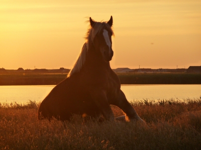 Pferd in der Abendsonne