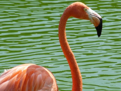 Flamingo im Park