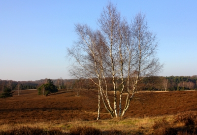 Birken in der Heide