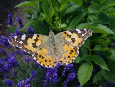 Schmetterling am Lavendel