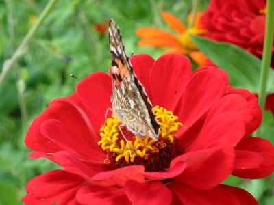 Schmetterling in Dalie