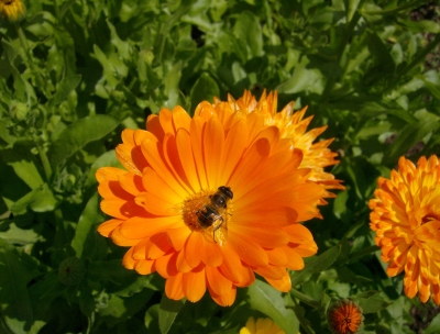 Landeplatz Ringelblume