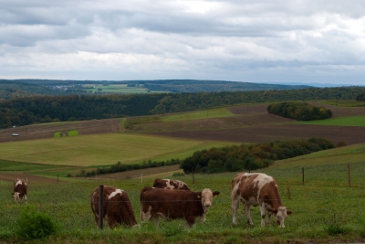 Herbstlandschaft