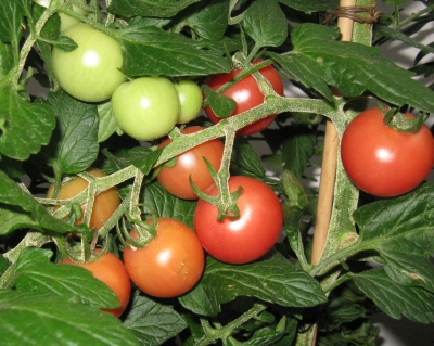 Balkon-Tomaten