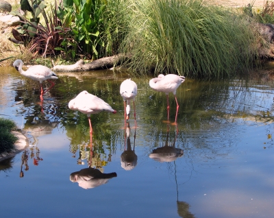 Flamingo - very busy