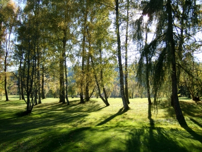Herbstliche Birken im Park