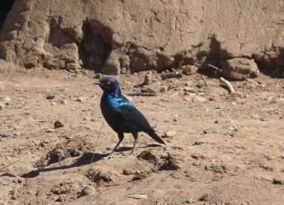 Blauglanzstar (Namibia)